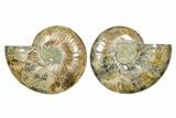 Cut & Polished Ammonite Fossil - Madagascar #364779-1